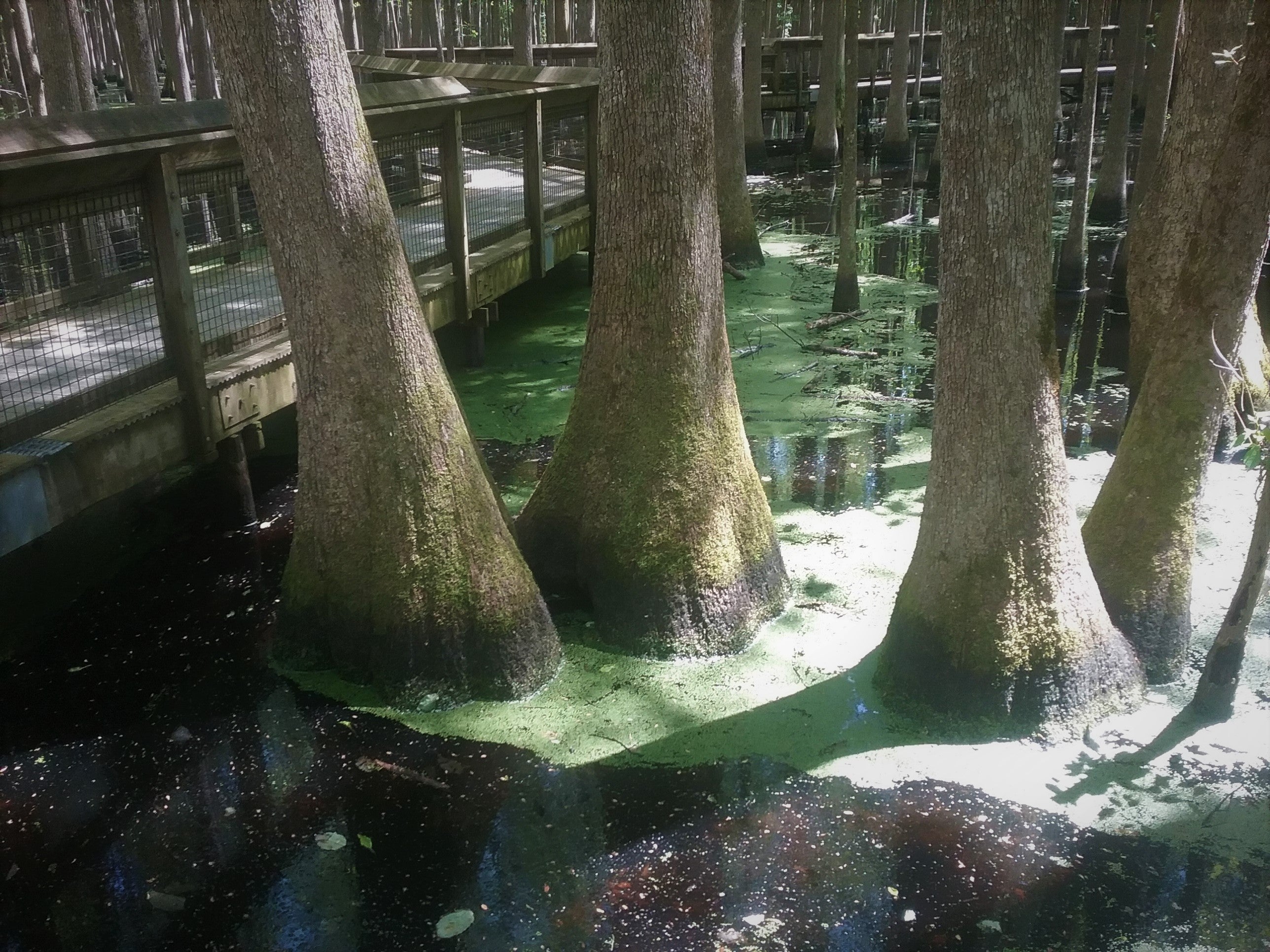 Four large water tupelo trees growing in swamp with widened bases.